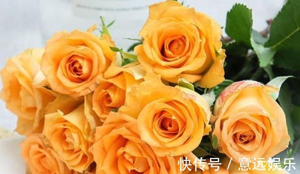 菊花|喜欢菊花，不妨养“精品玫瑰”假日公主，代表活力四射，金光灿灿