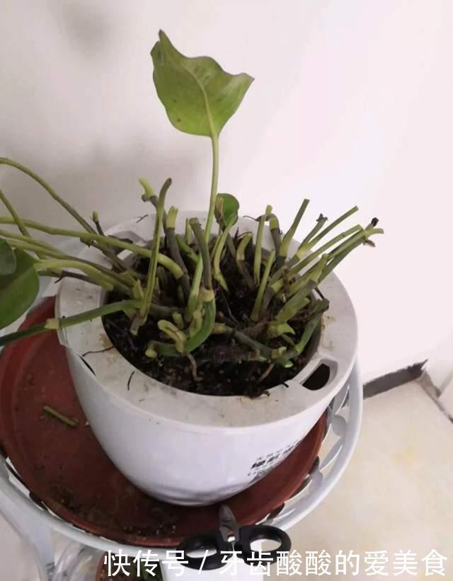 花草冻伤了及时修剪,别舍不得,越早越好