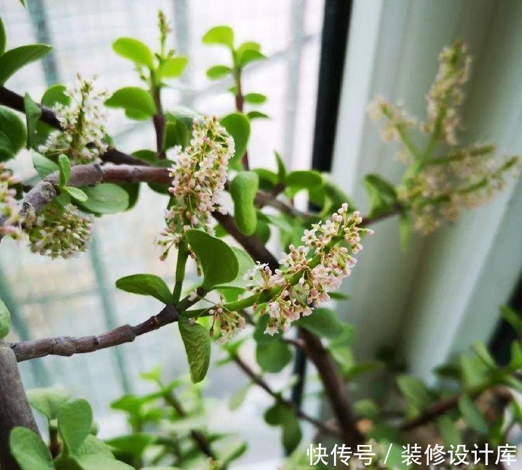 老桩|金枝玉叶开花了,真花长这样,很多人没见过,花开养成小老桩