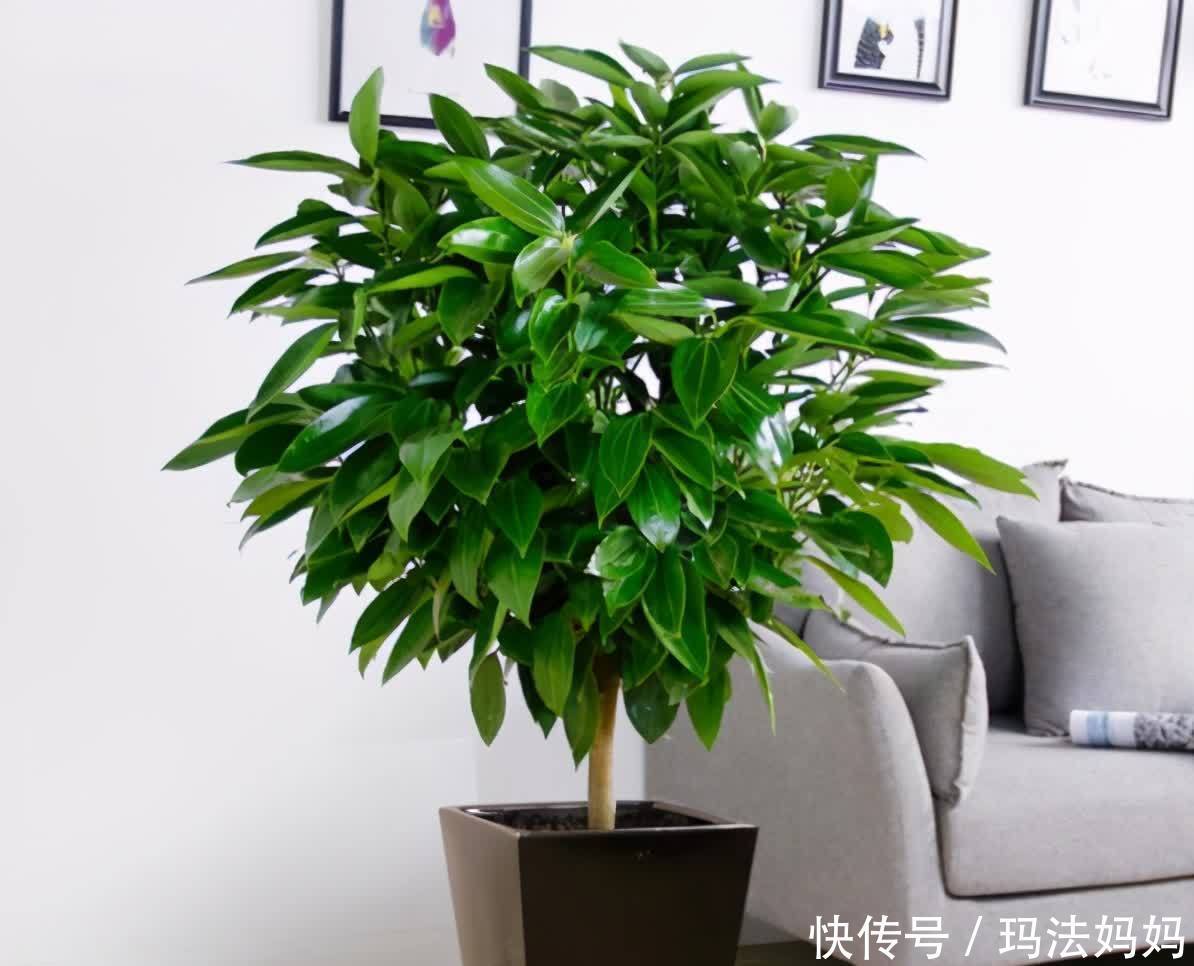 富人|不管穷人富人,客厅建议摆放“3种花”,不贵而且寓意好