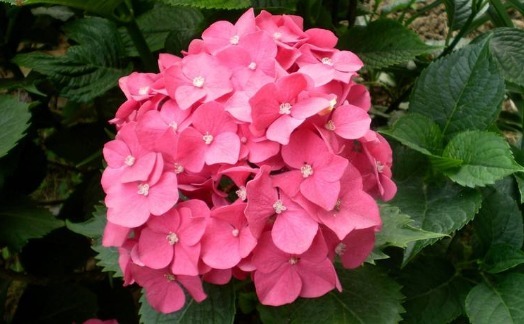 盆栽八仙花怎么养开花多养护记住以下3点,