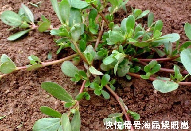 农村|农村一种野菜,吃起来满口香,现在城里一斤卖二十多块