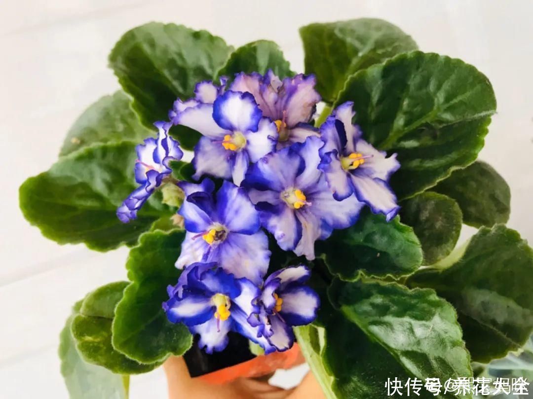 冬天好养的花，皮实不娇气，颜值高上档次，咋养都开花