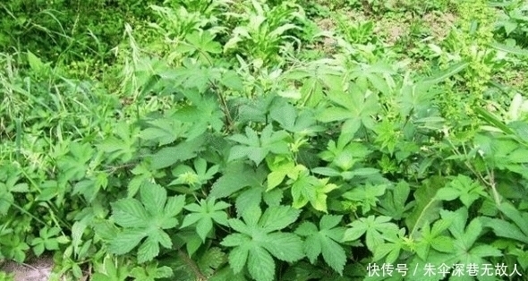 农村一种野草俗称“拉拉秧”，人见人烦，殊不知它的药用价值很高
