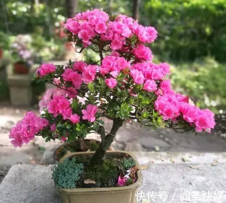 3种花“爱吃醋”，立秋后1个月喂“1杯”，叶油绿，花呼呼开！