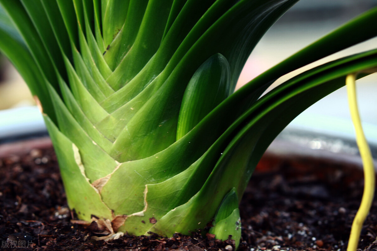君子兰长得好不好,不在于开不开花,而在于这三个地方