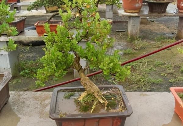 苏派盆景极具名气,这6种盆景做法精妙、极具自然之感,价值高