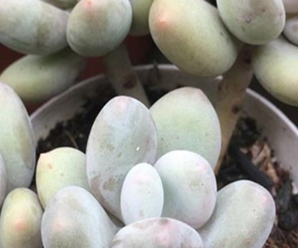 养多肉,学会这“4点”,叶片蹭蹭长,很快就能爆盆!