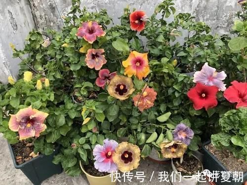 四季|老花农告诉你，这5种花是“开花机器”，摆在室内，四季常开花