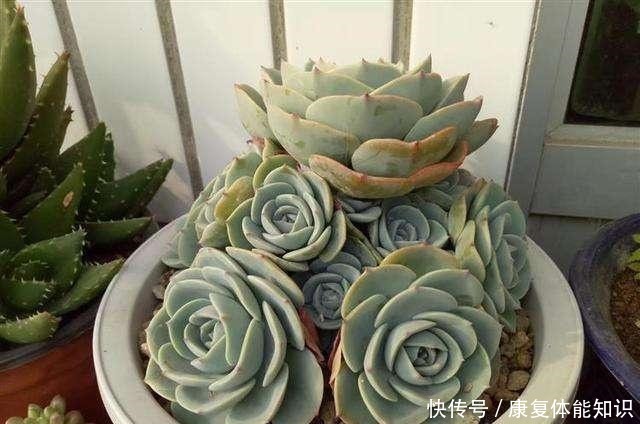 多肉植物长得很慢，怎样才能养爆盆！