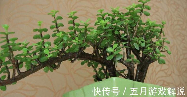 冬季金枝玉叶怎么养,学会4个小窍门,株型美叶片绿,真值