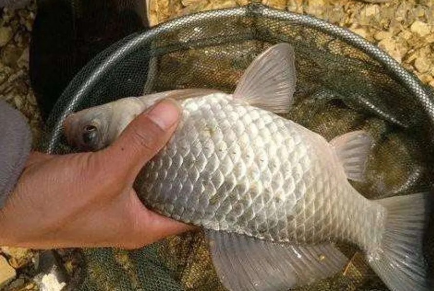 自从有了这鲫鱼钓法,天气再冷也能狂拉不断,我一直再用!