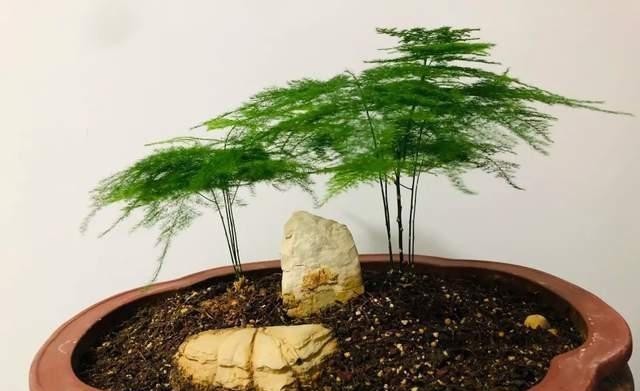 真棒|发酵淘米水臭气熏天,里面加点小东西,发酵快没异味,养花真棒