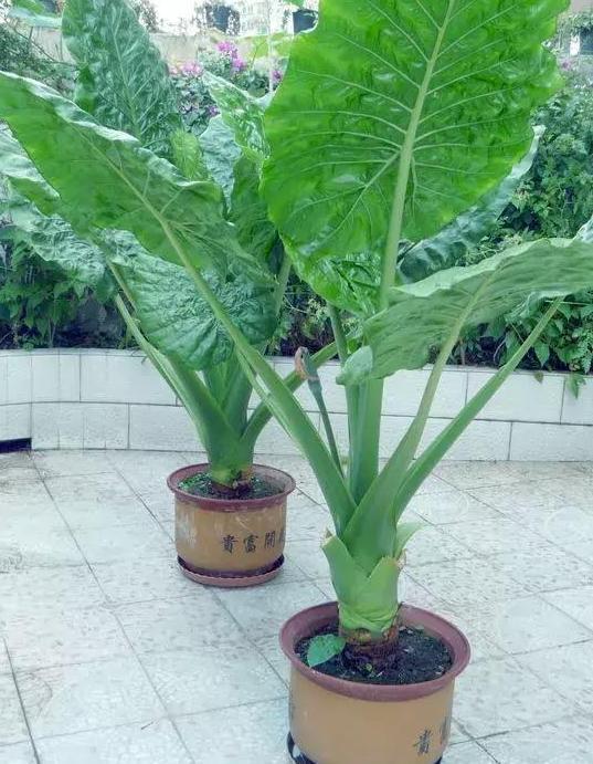 盆栽养花小技巧碰到难题别退缩,学会4招就可轻松解决掉