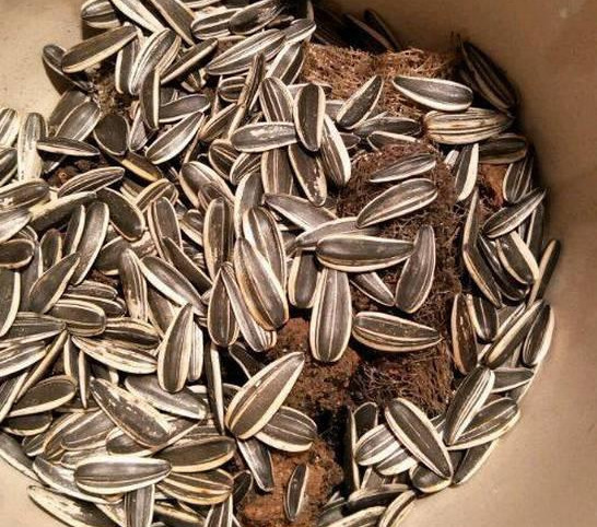 橡皮树|君子兰肥到流油,长寿花开不断,原来他用了这个小方法!