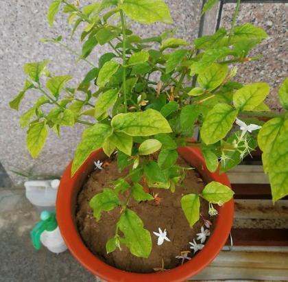 茉莉花“虚弱”的3个阶段!不能晒!越晒越傻