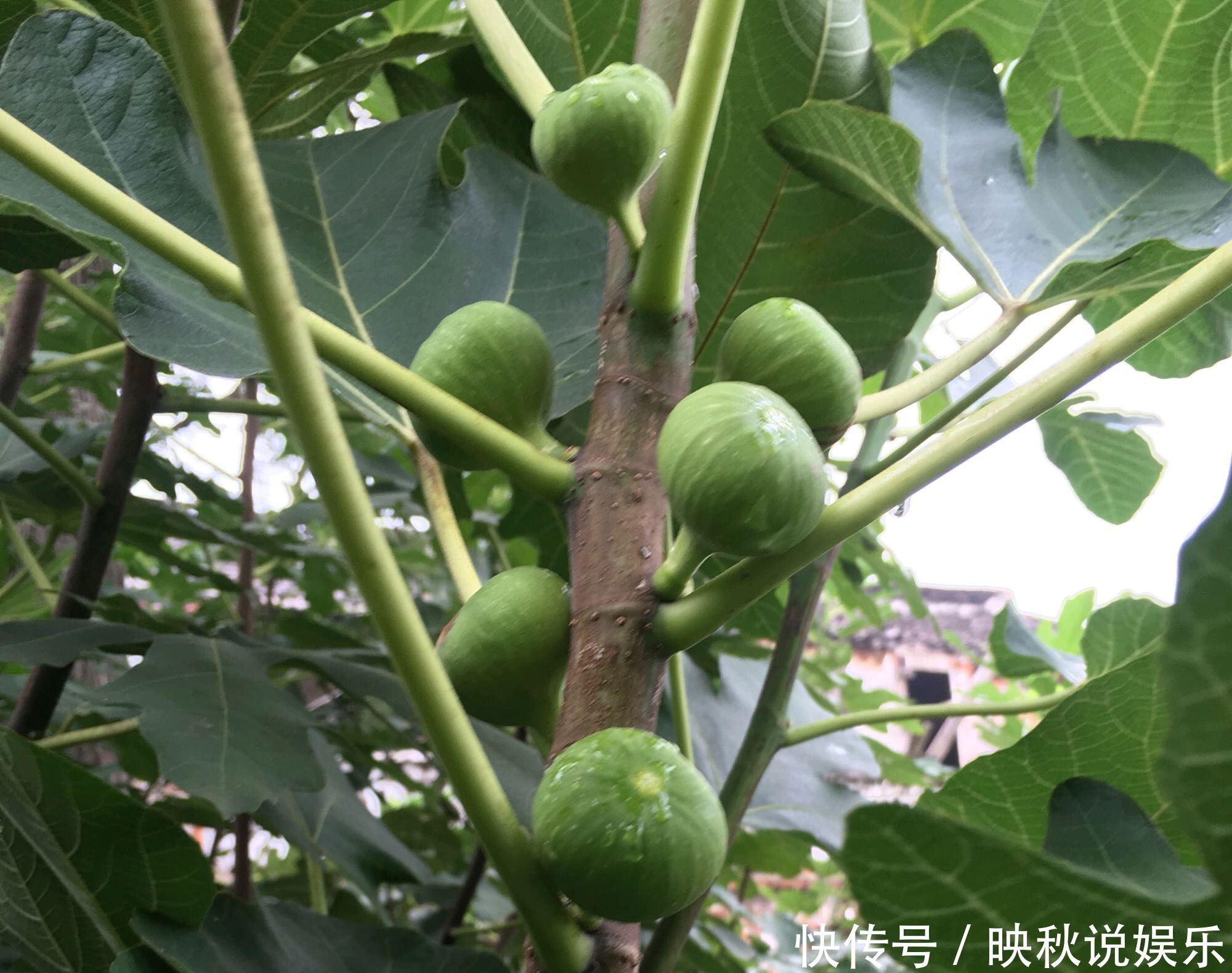 无花果水培繁殖难生根教你一招10天生根的方法,试过的都说好