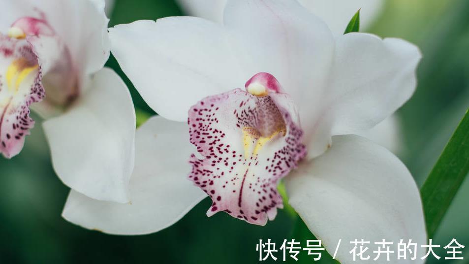 叶片|兰花中最好闻的大花蕙兰