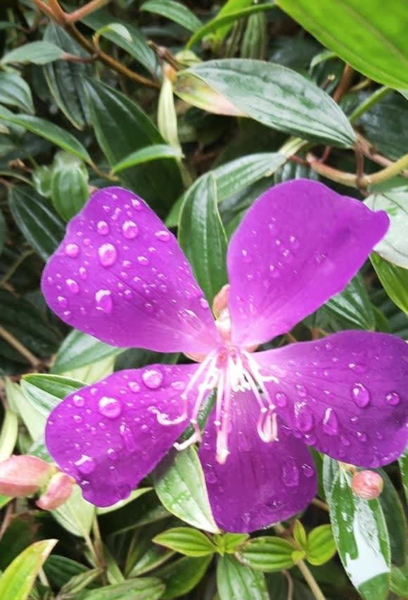 浇水有窍门，有些水能浇花，有些不能浇，分清楚，养花更轻松