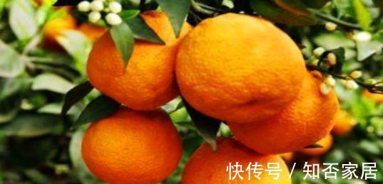 丑柑|女性爱美多吃的食物，排毒瘦身，调理气血，补肾养肝，谁吃谁好