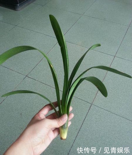 君子兰长得好，“养根”就行，看着肉质根呼呼长，枝头挂红花！