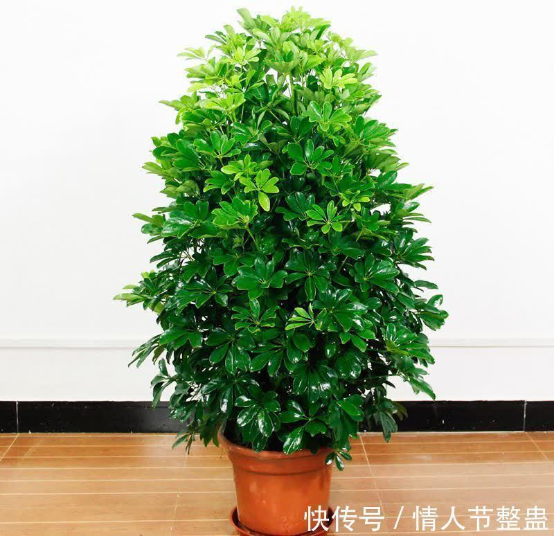 寓意|12种花,建议养一盆,不仅吸收废气,还有“旺财添福”的美好寓意