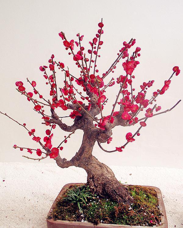 霜降之后，种上这些开花的绿植，花开富贵，寓意红红火火开门大吉