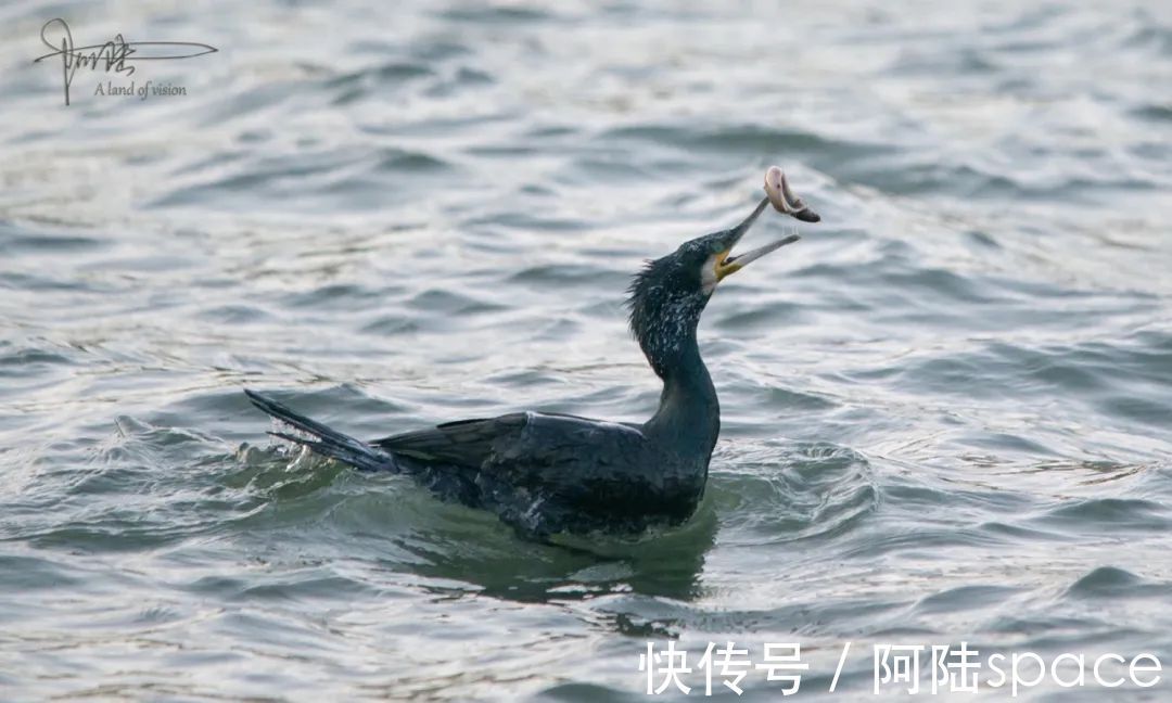 草棚子|西湖银鸥群不知从什么时候起已经消失不见，或许只是换了根据地？