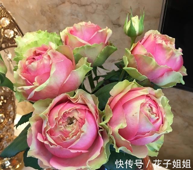 美味|那些名字很美味的月季 秀色可餐 吃货的福音！