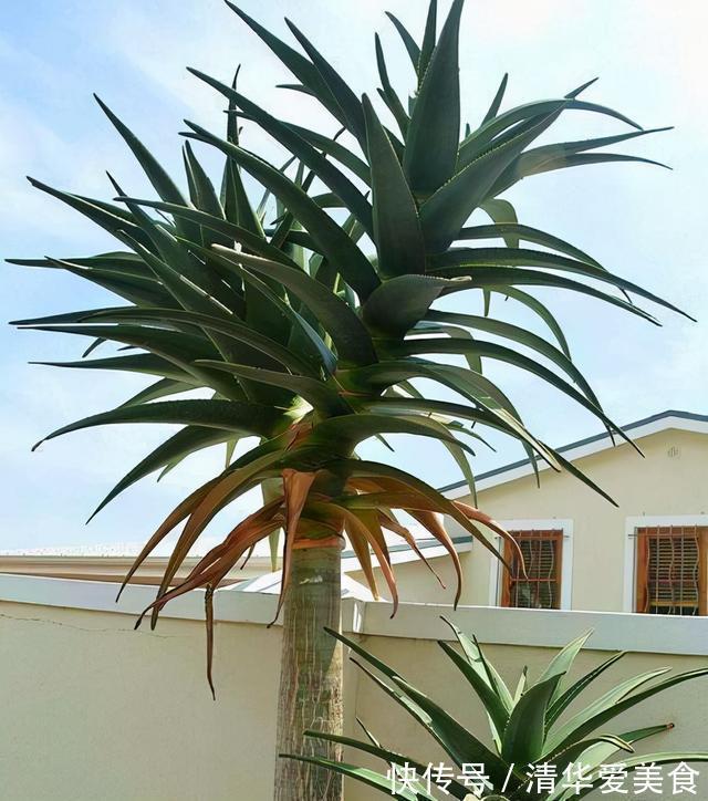 室内想养“大盆镇宅花”,建议从这10种里面选,听名字就很霸气