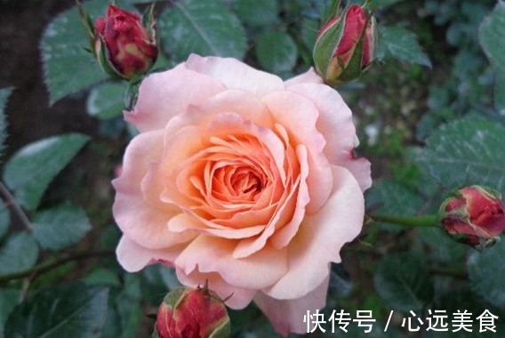 花簇|想轻松爆盆就养这款花,花开满园,颜色艳丽,满满都是香味,完美