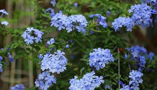 4种花是花中劳模,一年四季开花不断,根本停不下来