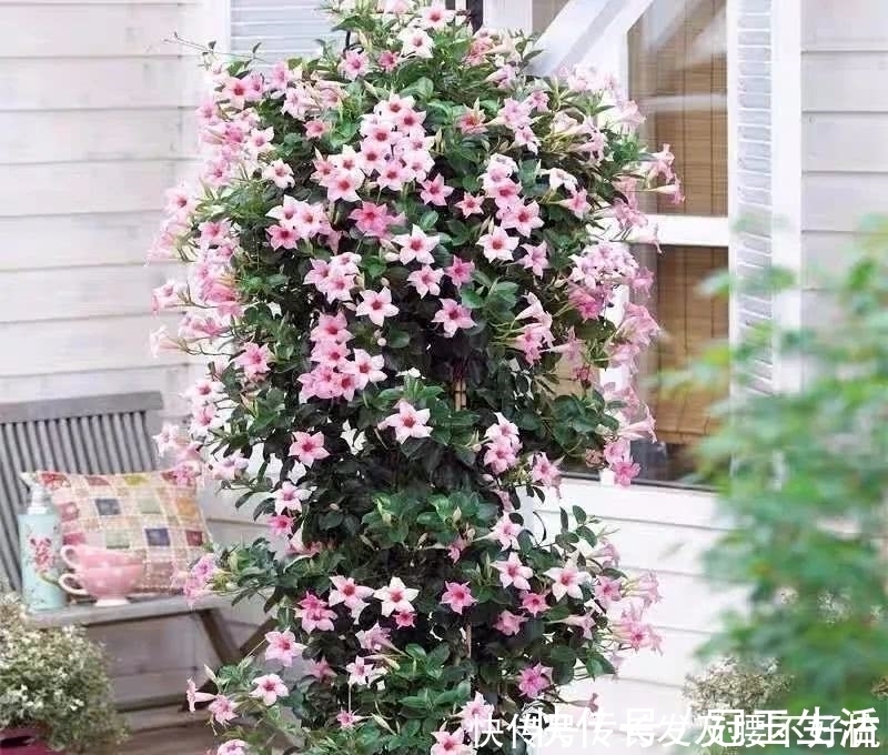 花姿|六月养这四种花正合适，不怕热、不怕晒，越热越开花，繁花满枝，漂亮极了