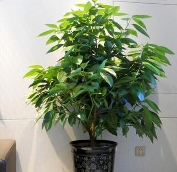 客厅|4种树,有钱人都会搬到客厅养,身体更好更招财