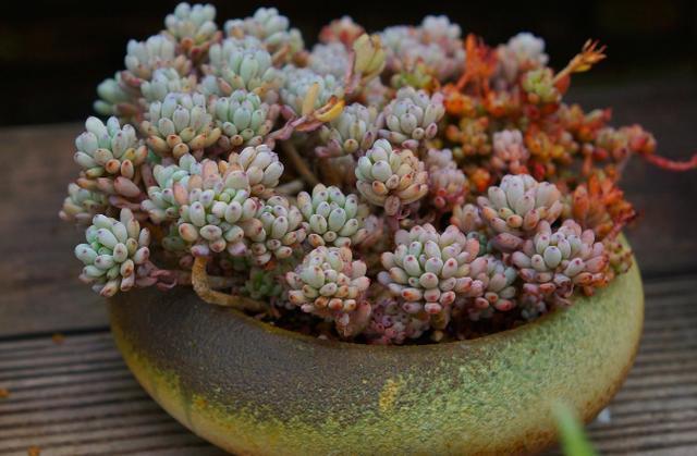 花友|提醒肉友换盆土,你弄清楚什么时候动手合适,如何操作了吗