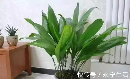 植株|卧室、客厅必养的5种花，甲醛少、空气好，家人身体倍儿健康