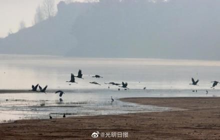 会泽|迎着朝阳起舞 冬季云南会泽黑颈鹤有多美