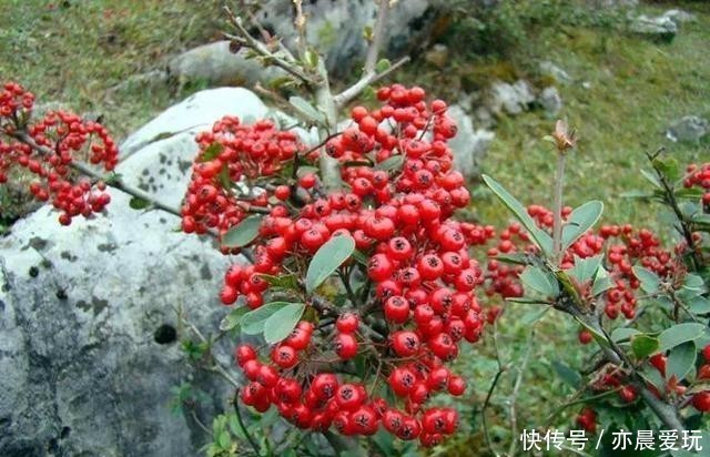爬满|火棘的养护技巧,让红火火的果子爬满枝头