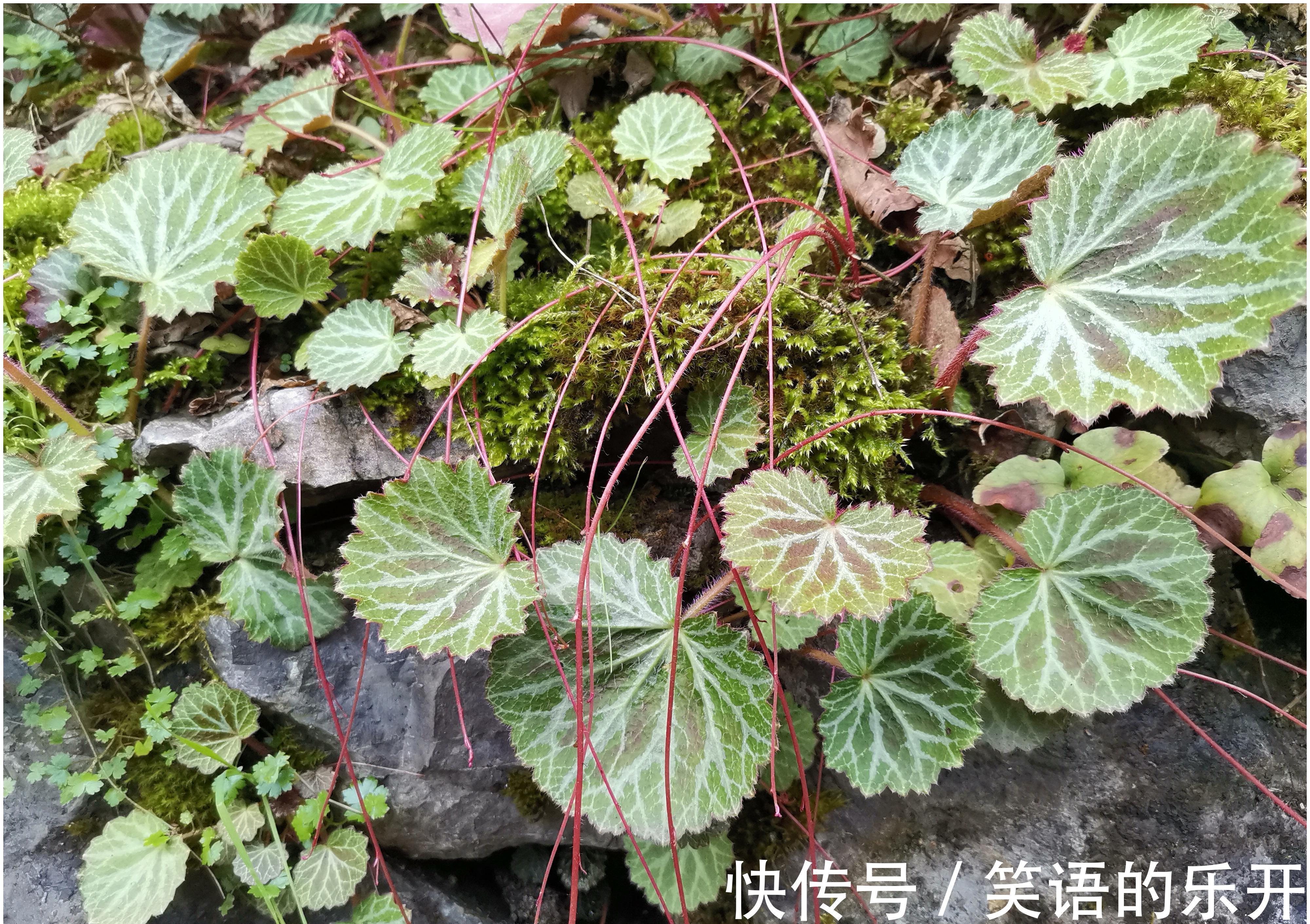 人称“金丝荷叶”,认识的人不多,若幸运遇到,那是福气,请珍惜