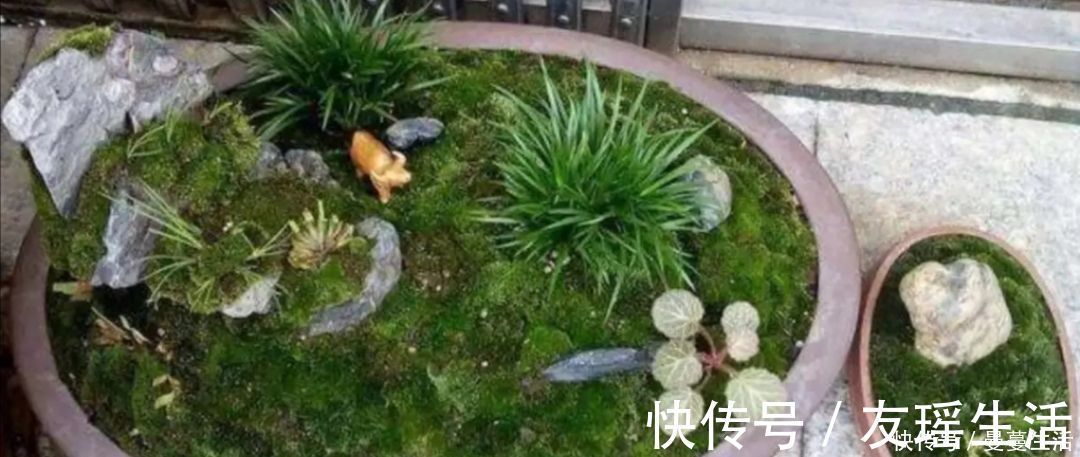 盆景|2种简单的方法,让盆景里长出绿油油的苔藓,漂亮又美观