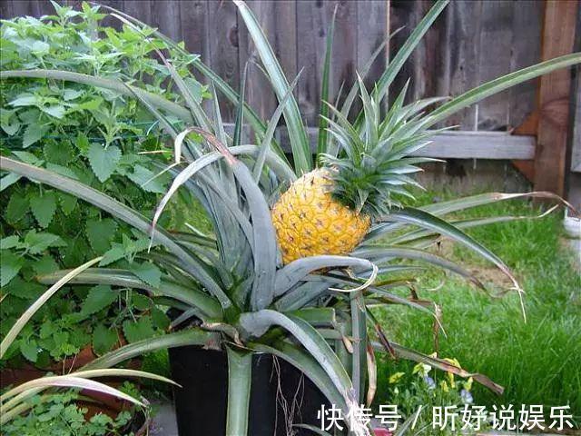 微酸性|养花不如种果,这8种盆栽,年年爆盆,一家人一年都吃不完!