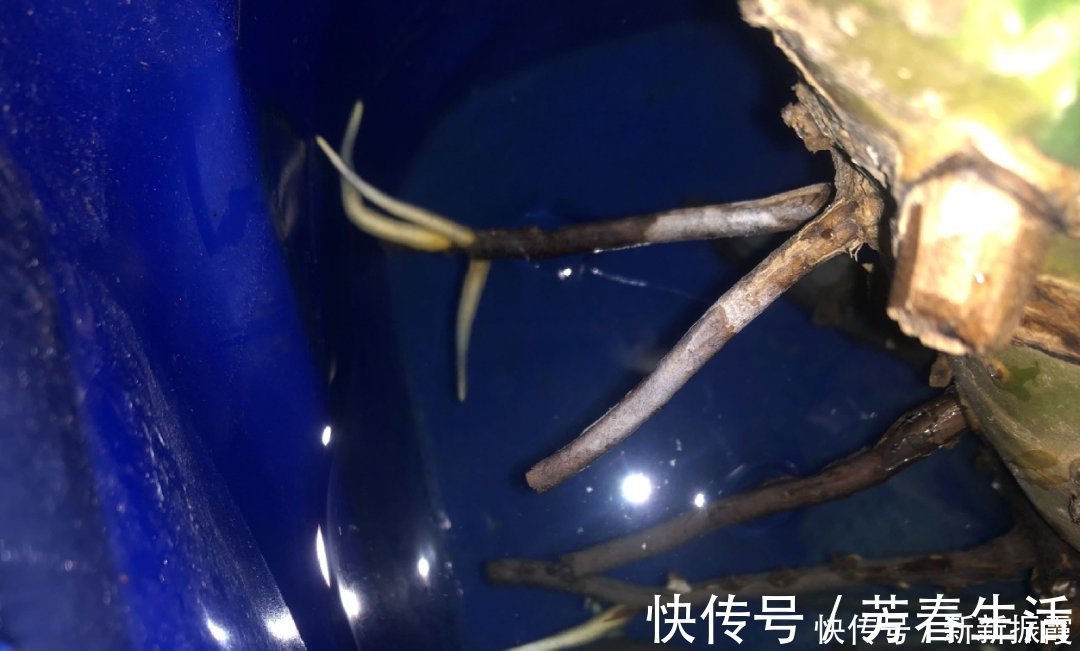 枝条|茉莉花扦插有机关，砍这一段枝条，插土里3天就活