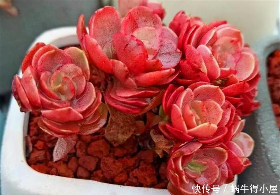 秀妍从绿变红的逆袭之路，简单2步，1个月鲜红似火超喜庆