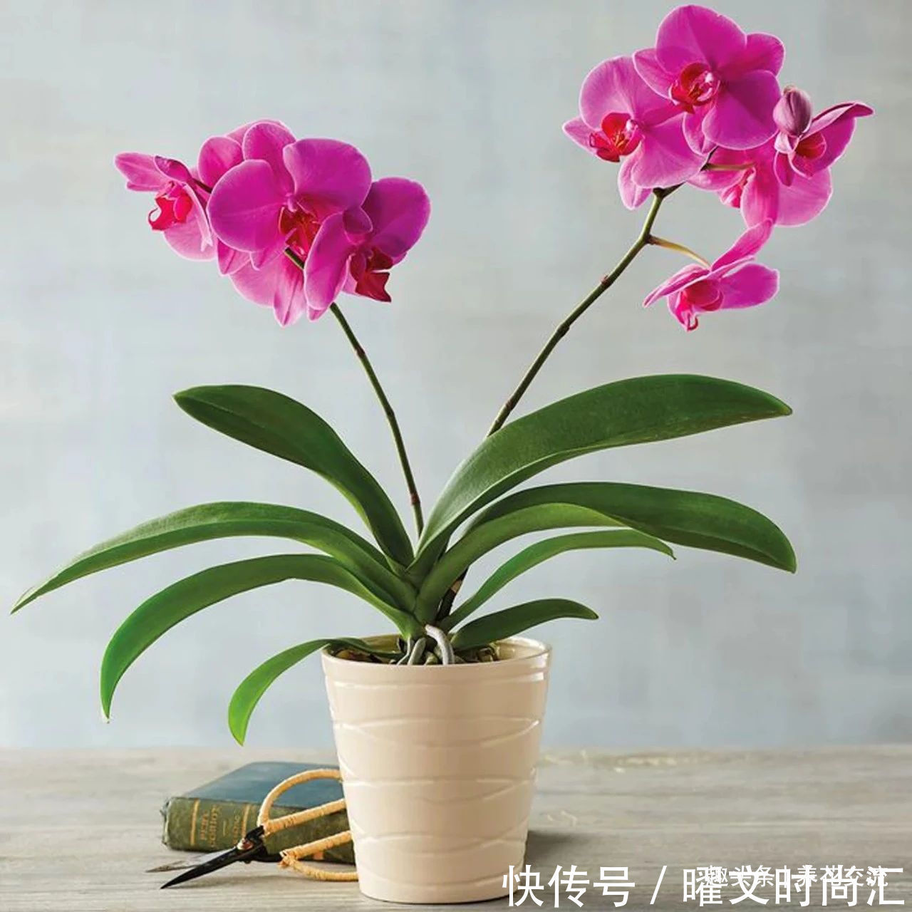 10种适合在秋季购买的盆栽花卉,提前买好,冬春时节持续有花开