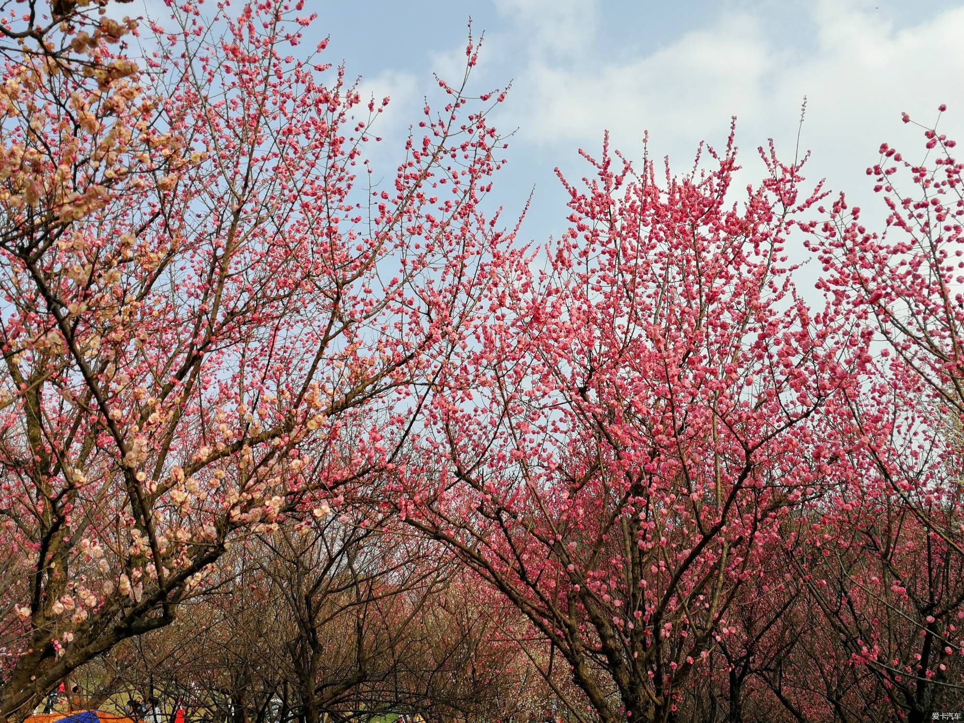 中年|大年初一的成都植物园
