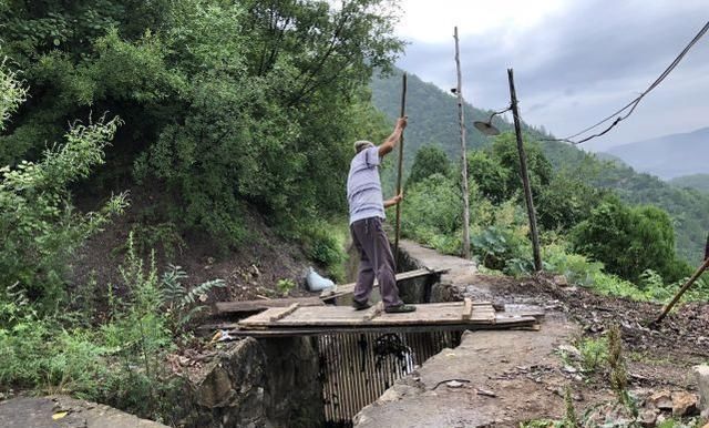  山鸡|俗话说：“上山兔子下山鸡，离水甲鱼莫去追”，是什么意思呢？