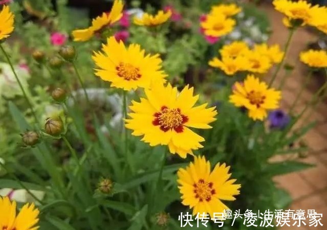 观花期|夏天将至,晒不死花,越晒花越香!4种花爱晒,就像在非洲养过