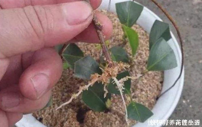 河沙|养花用“沙子”栽种,好处多多,告诉你它的4个使用“技巧”