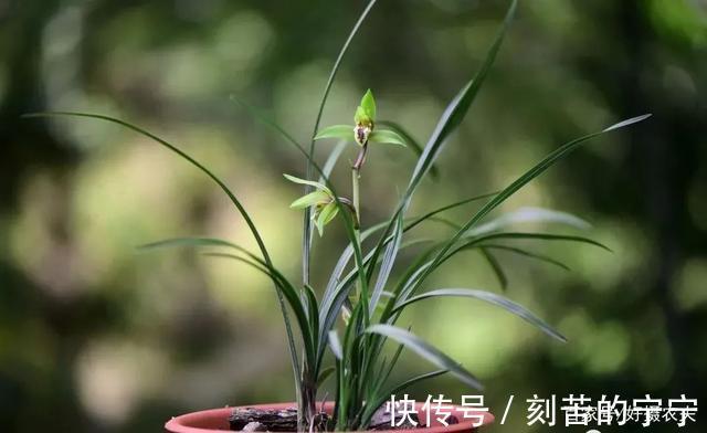 土壤板结|兰花盆土板结怎么办一个简单的方法就解决,让兰根生长更旺盛