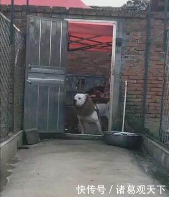 肌肉男拉巨型犬出门 控制不住场面 差点酿悲剧 快资讯